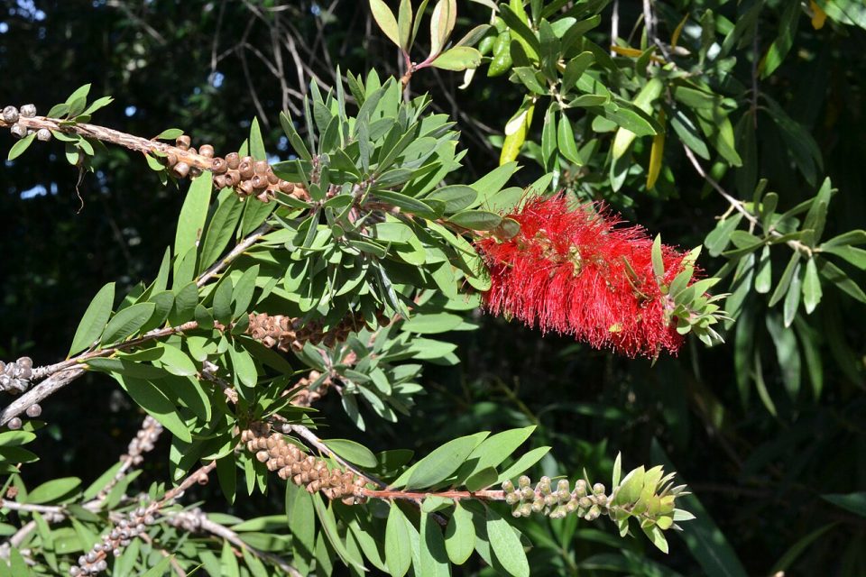 Melaleuca citrina