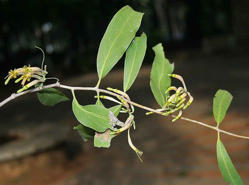 Dendrophthoe falcata