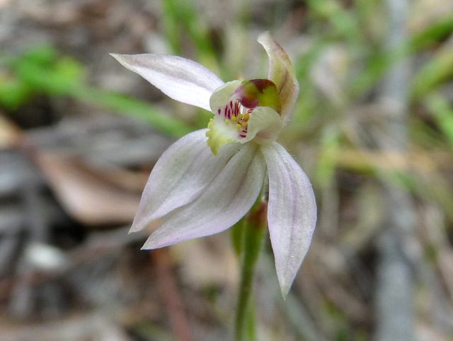 Caladenia vulgaris