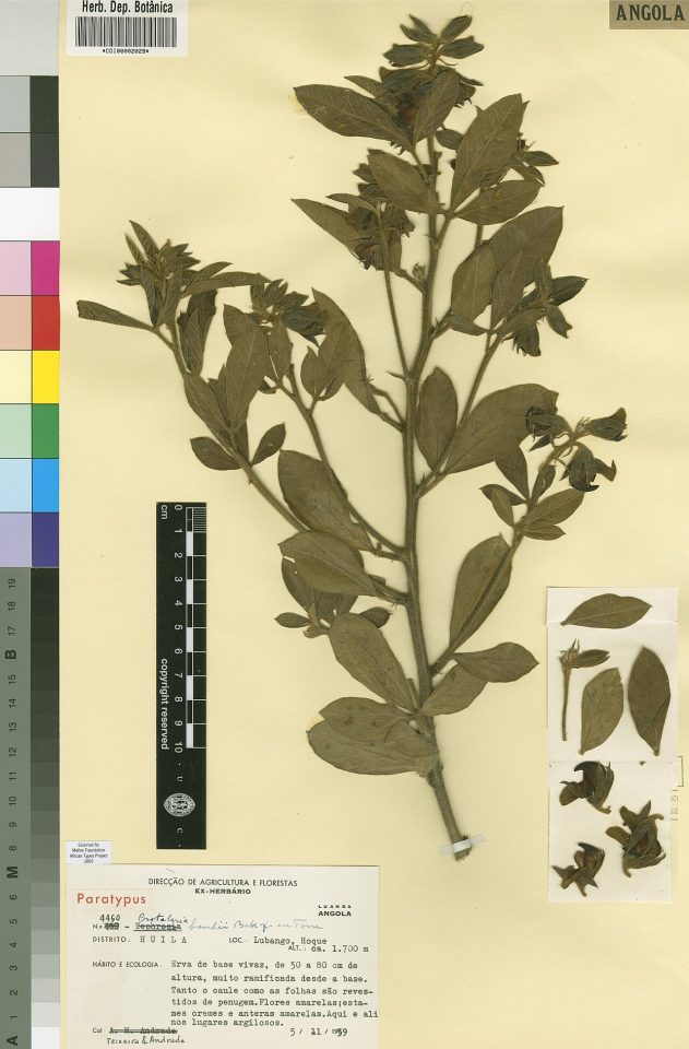Crotalaria bondii