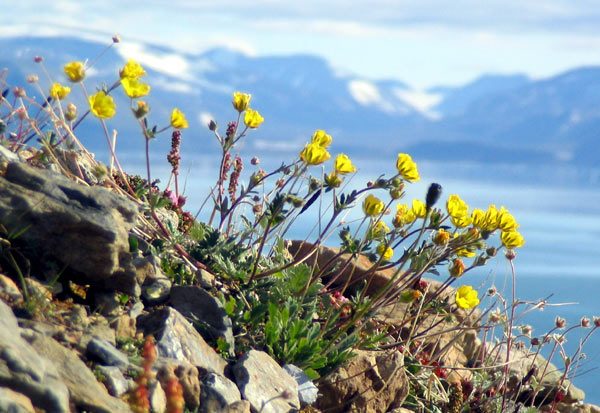 Potentilla chamissonis