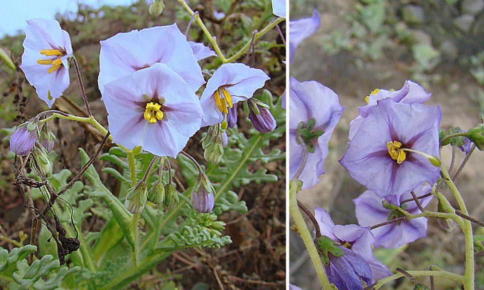 Solanum multifidum