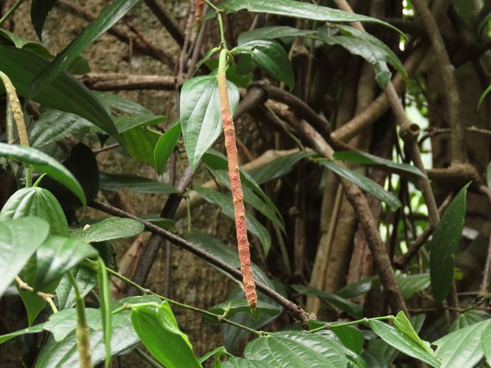 Piper macropiper