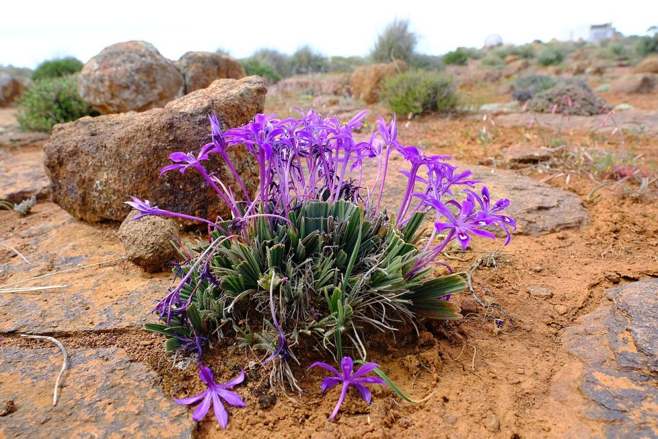 Babiana praemorsa
