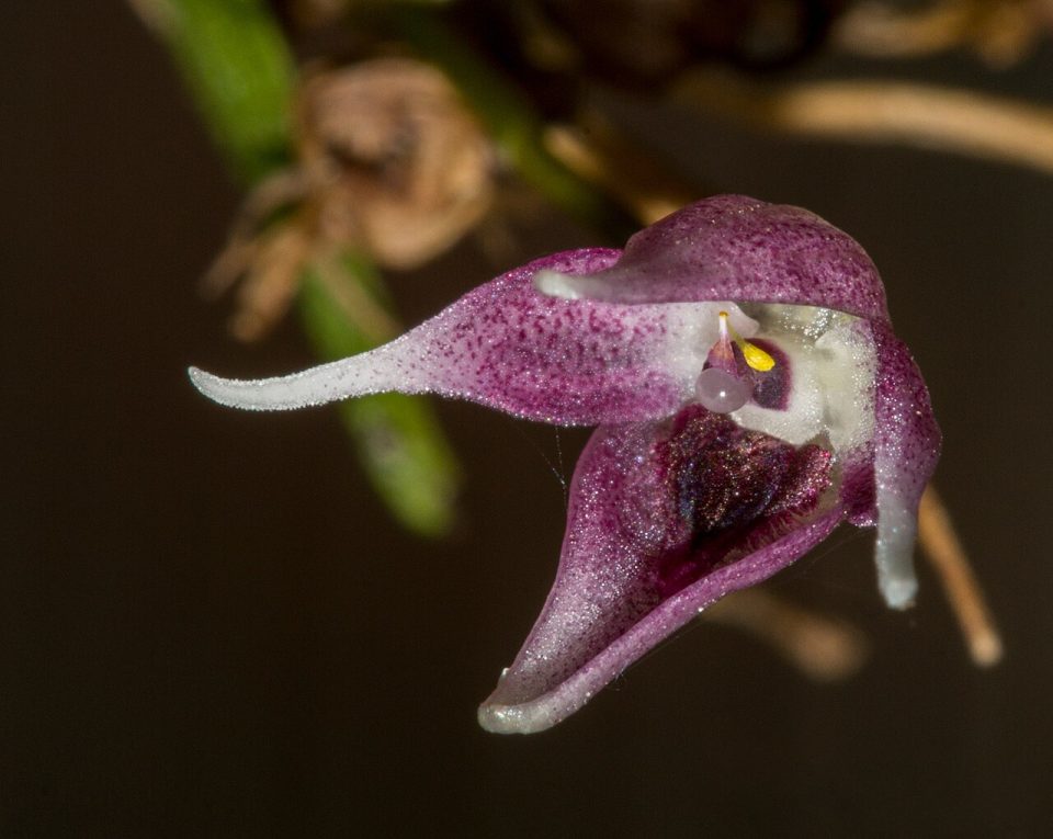 Pleurothallis scoparum