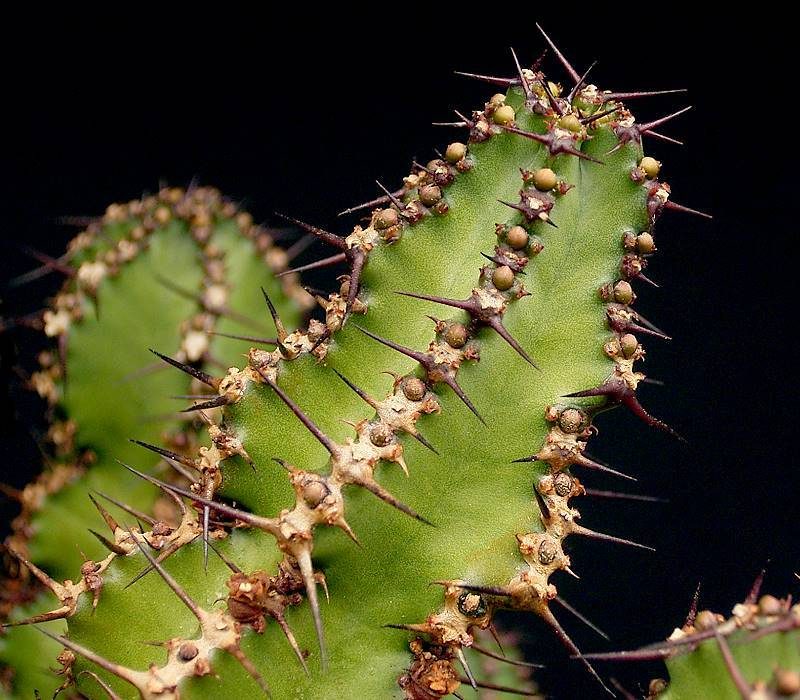 Euphorbia restricta