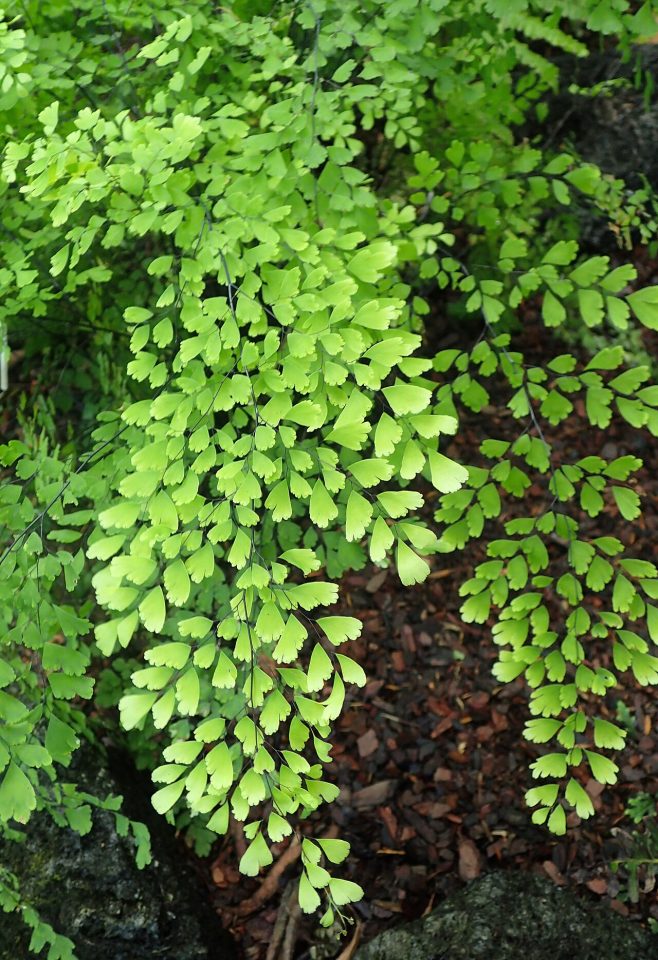Adiantum chilense