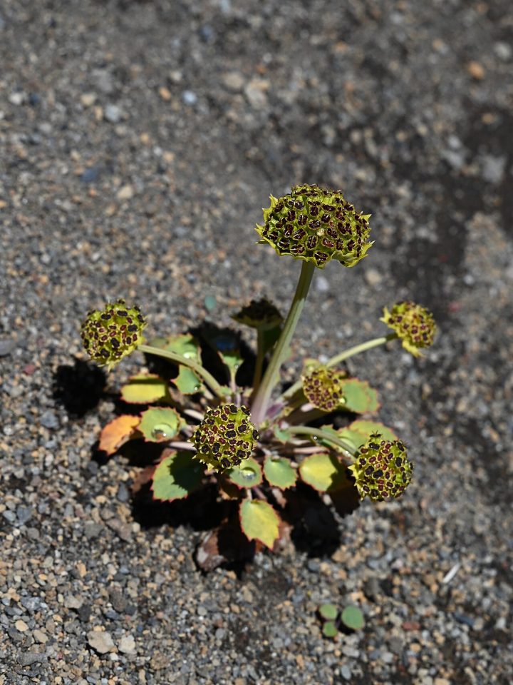 Pozoa volcanica