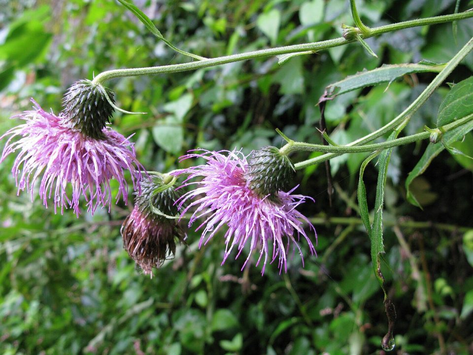 Cirsium aidzuense