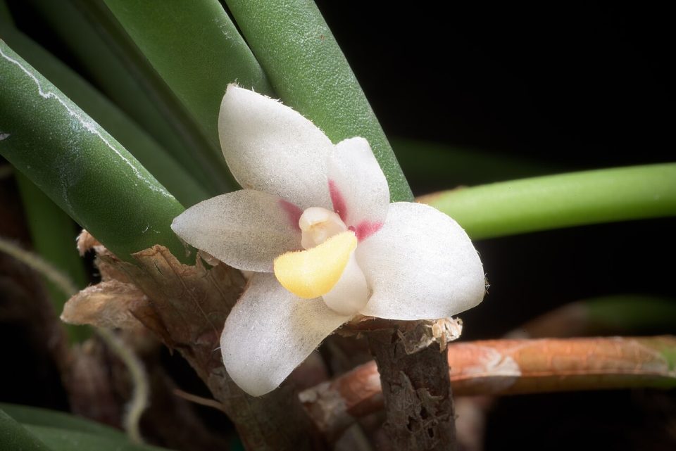 Ceratostylis incognita