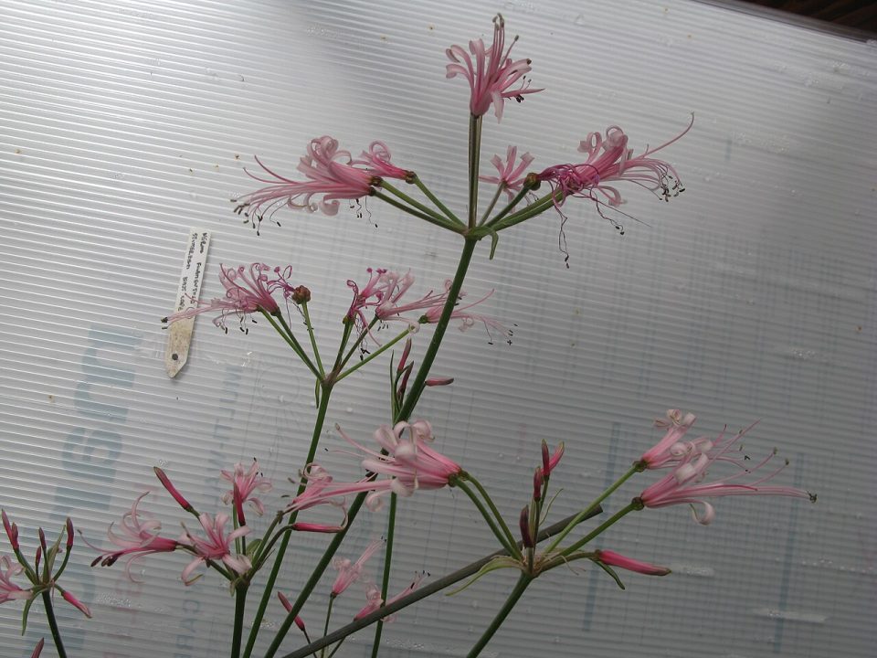 Nerine filamentosa
