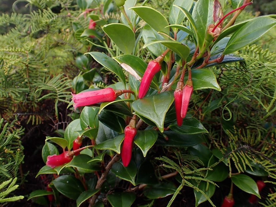 Paphia meiniana