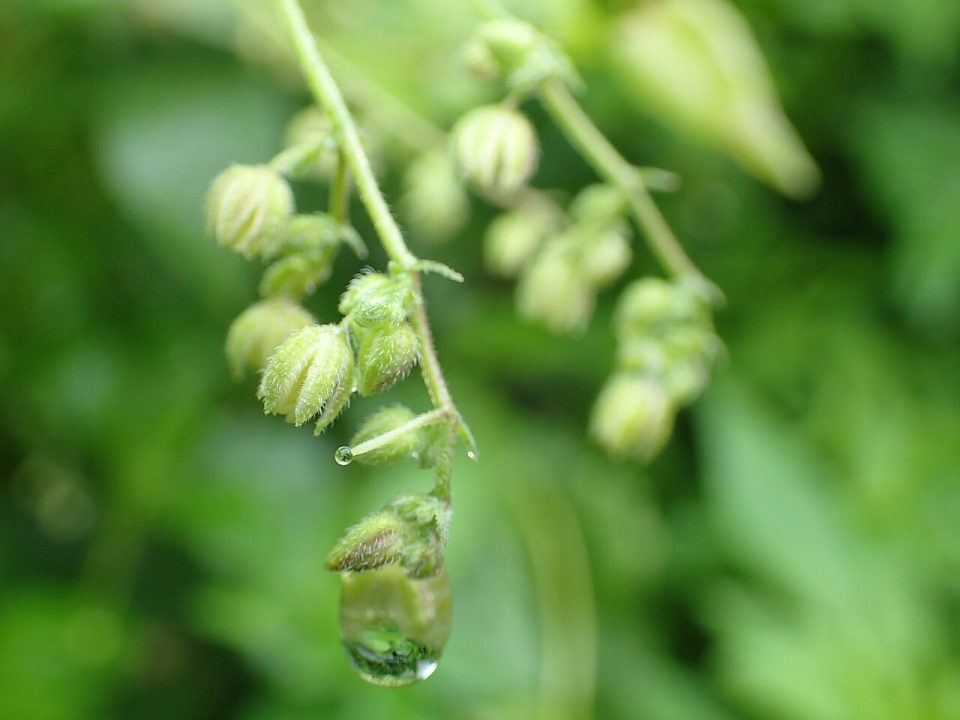 Humulus scandens