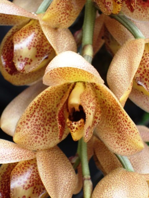 Acineta superba