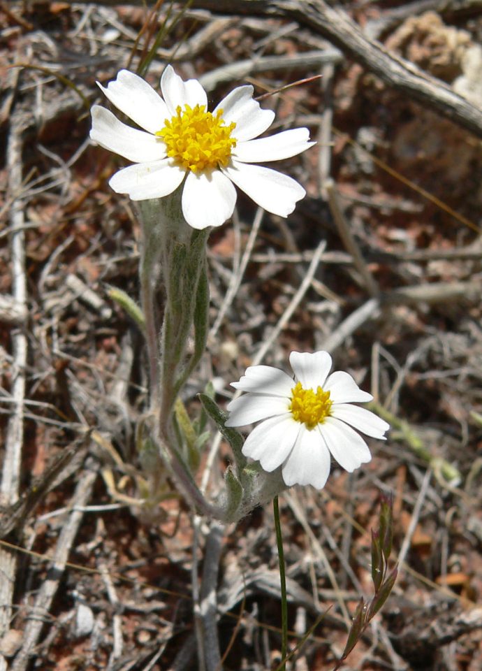 Eriophyllum lanosum