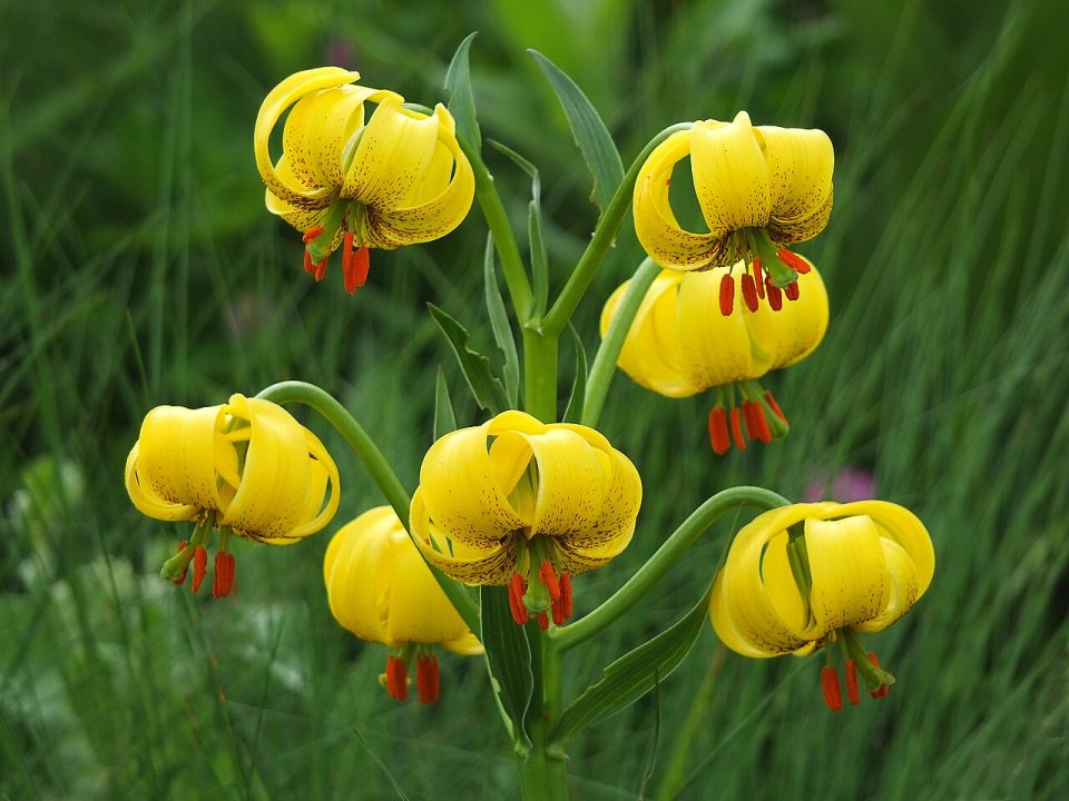 Lilium jankae
