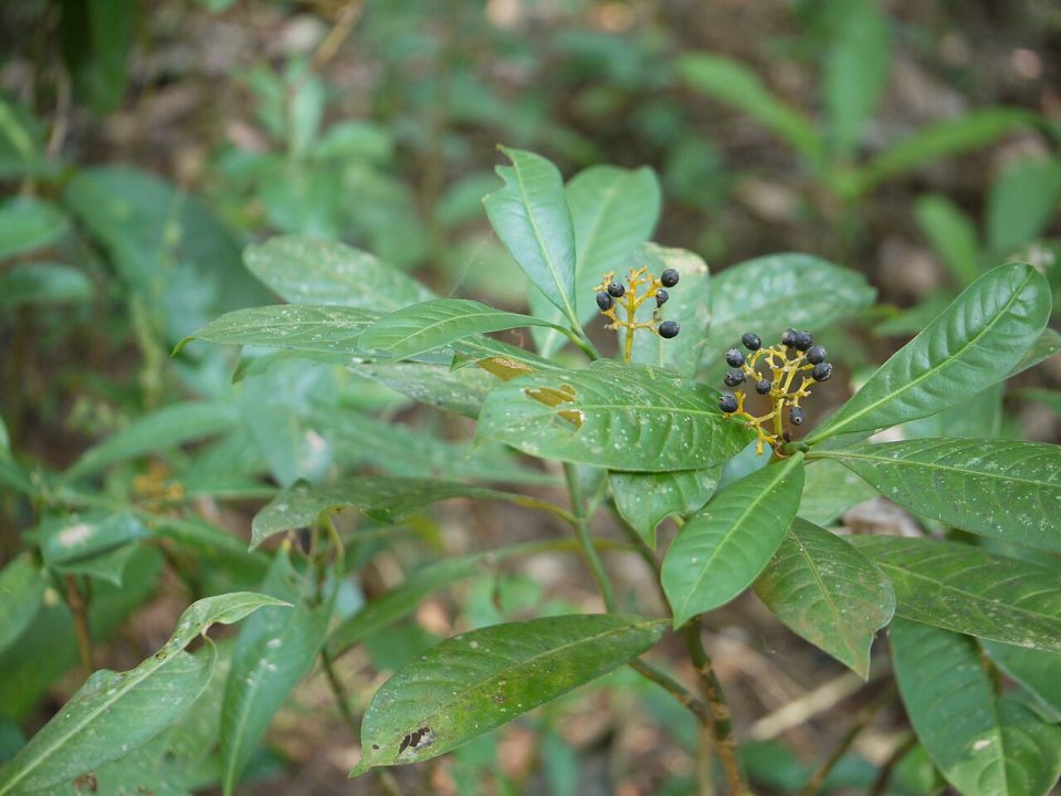 Psychotria flavida