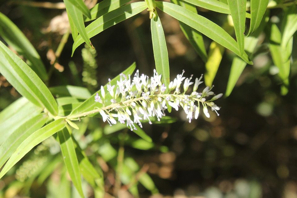 Veronica angustissima
