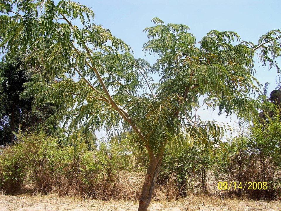 Albizia schimperiana
