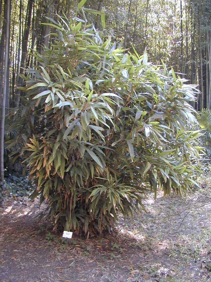 Indocalamus latifolius