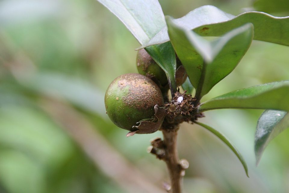 Brunfelsia plicata