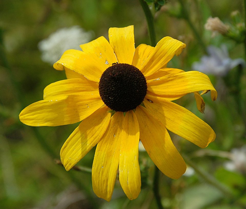 Rudbeckia hirta