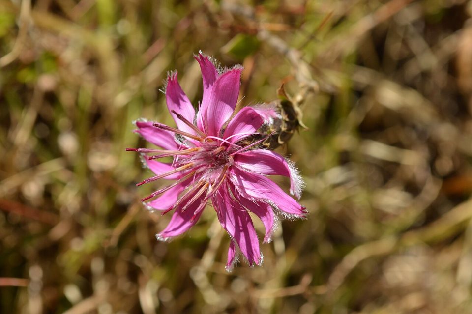 Barnadesia dombeyana