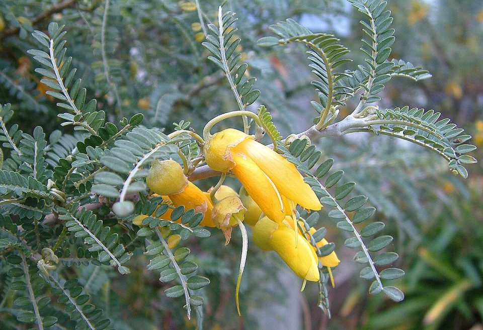 Sophora molloyi