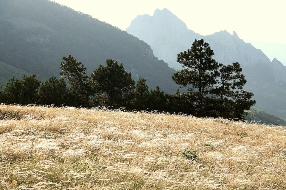 Stipa pontica