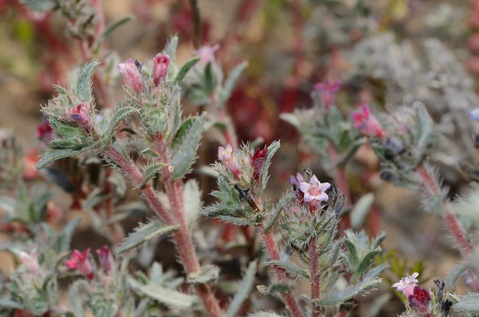 Moltkiopsis ciliata