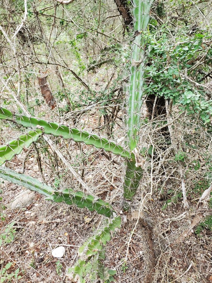 Leptocereus velozianus