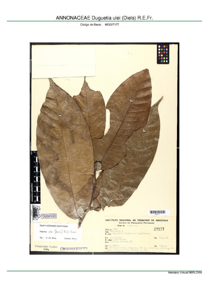 Duguetia ulei