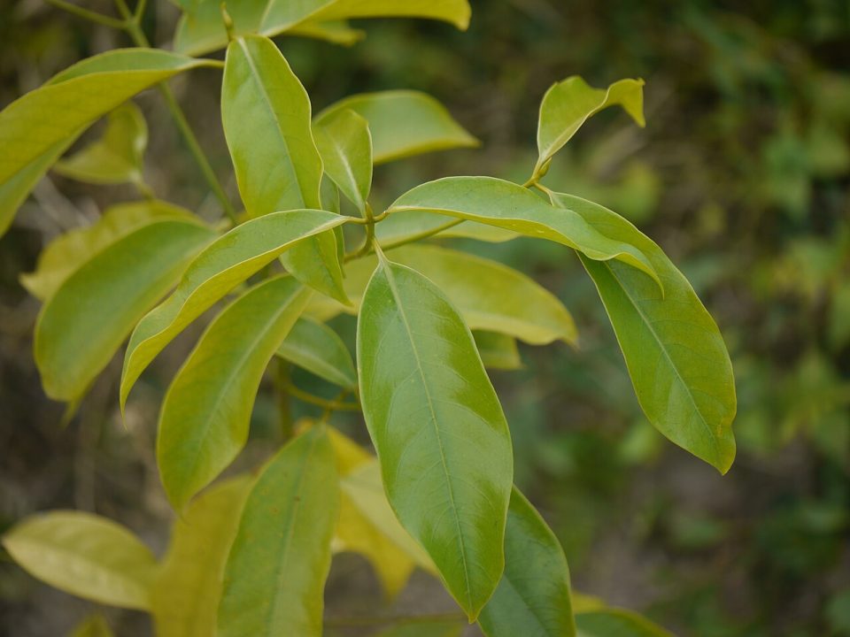 Beilschmiedia assamica
